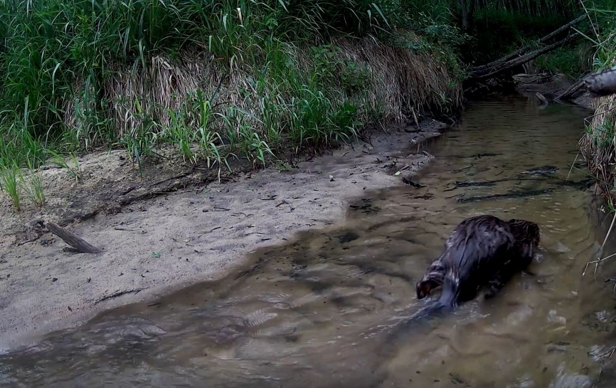 На границе Тульской и Калужской засек объектив запечатлел прогулку бобра