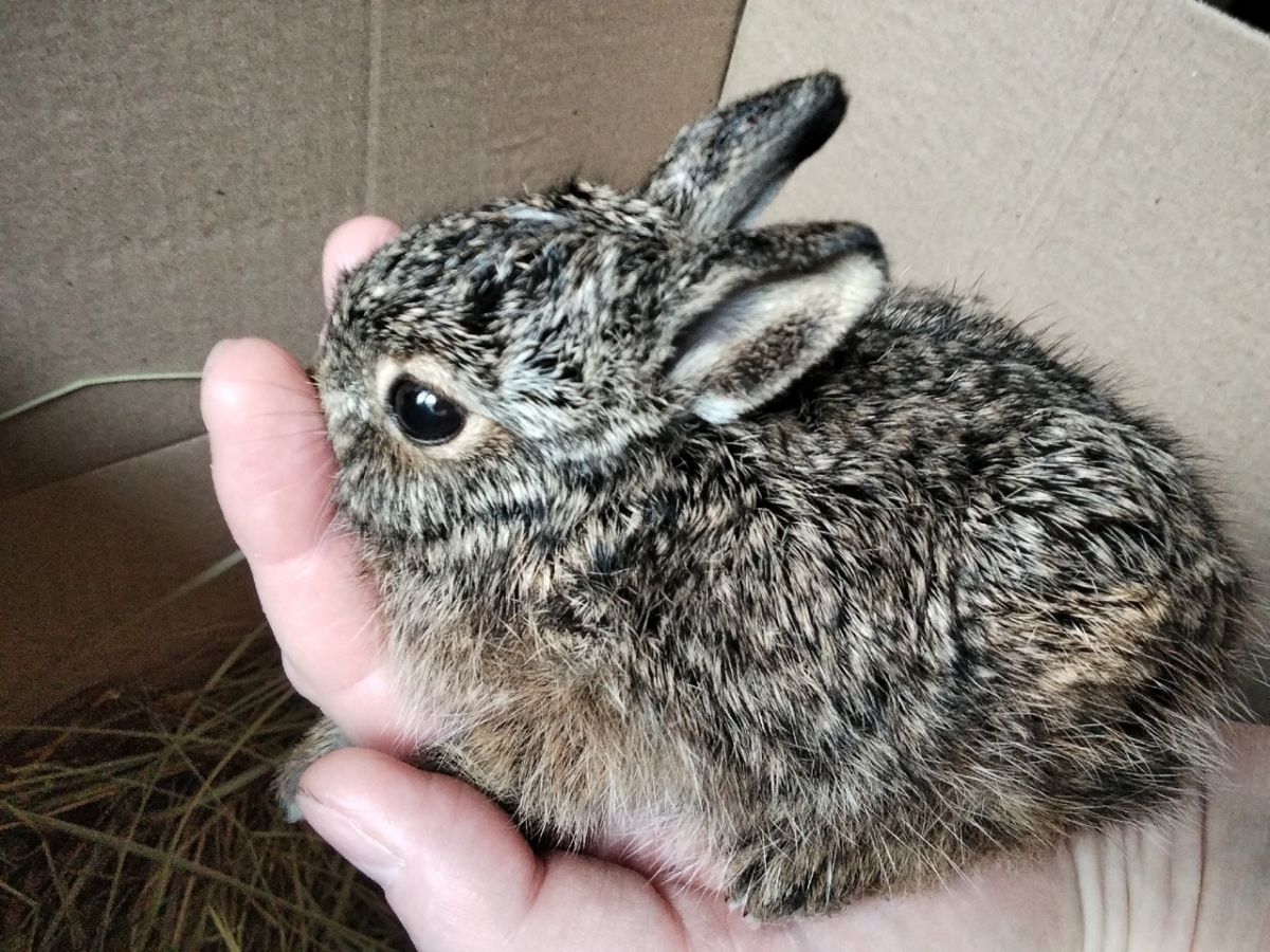 Тульские волонтеры спасли крошечную зайчиху
