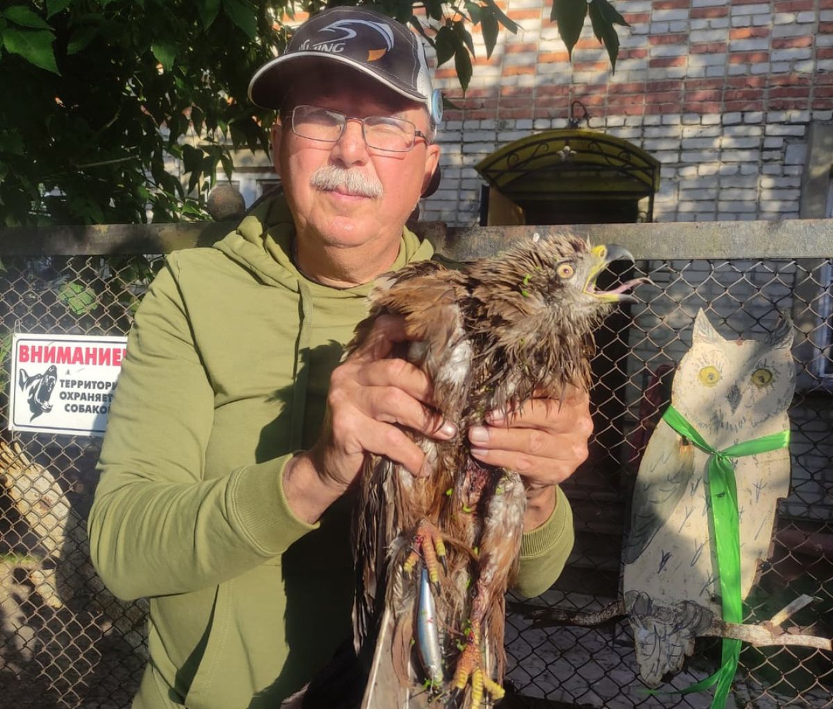 В Тульской области спасли попавшего в ловушку коршуна В Тульской области спасли попавшего в ловушку коршуна