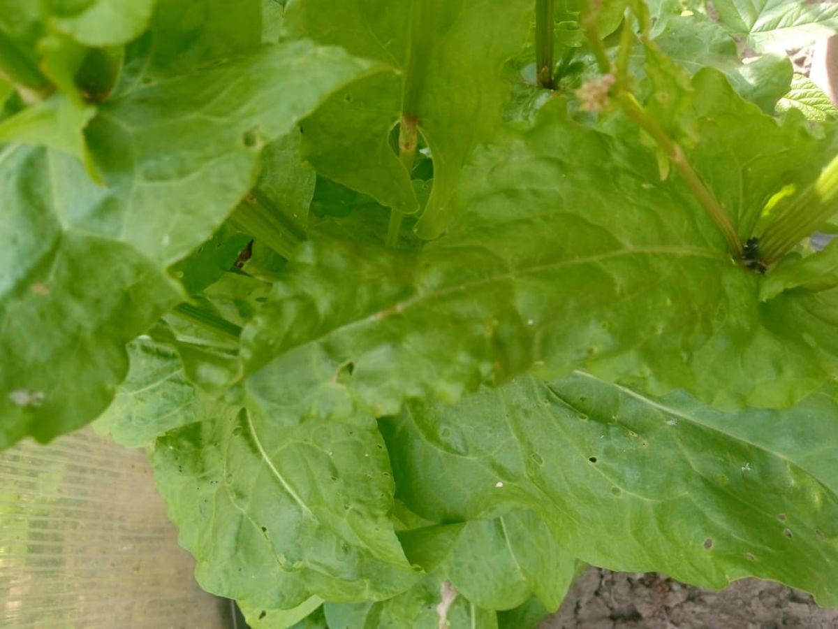 В тульском Роспотребнадзоре рассказали о пользе щавеля В тульском Роспотребнадзоре рассказали о пользе щавеля