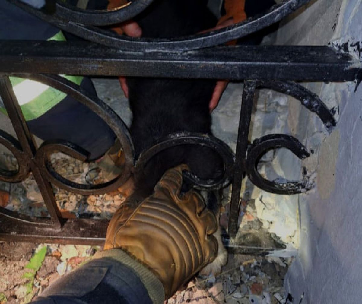 Огнеборцы из Тульской области помогли собаке, застрявшей в заборе Огнеборцы из Тульской области помогли собаке, застрявшей в заборе