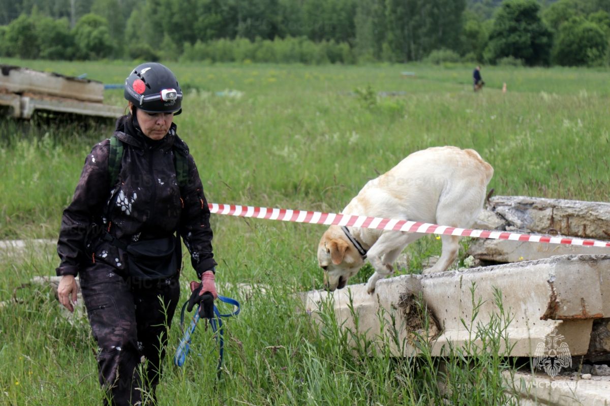 В Тульской области поисковые собаки демонстрируют послушание и ловкость В Тульской области поисковые собаки демонстрируют послушание и ловкость