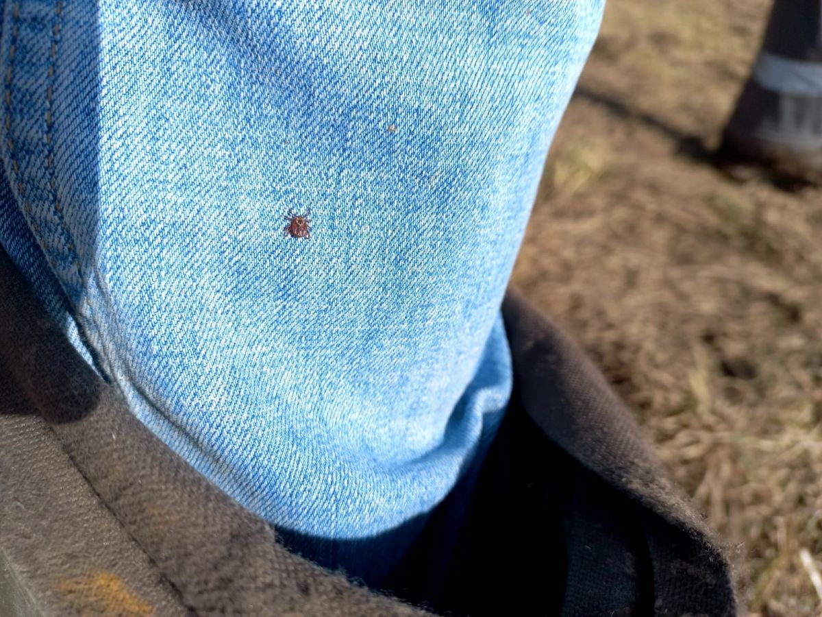 В Тульской области зарегистрировано 6 случаев иксодового клещевого боррелиоза В Тульской области зарегистрировано 6 случаев иксодового клещевого боррелиоза