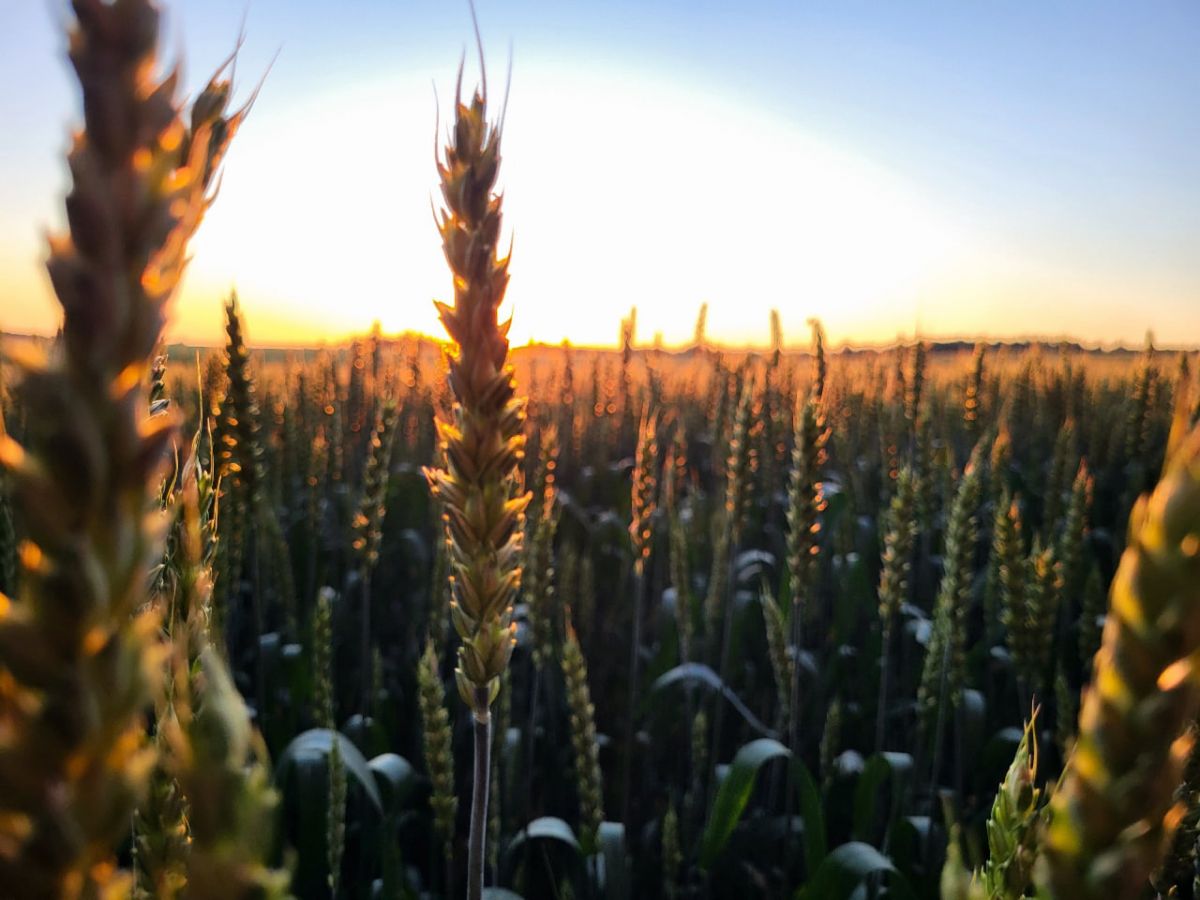 Пасечники из Тульской области пожаловались на массовую гибель пчел Пасечники из Тульской области пожаловались на массовую гибель пчел