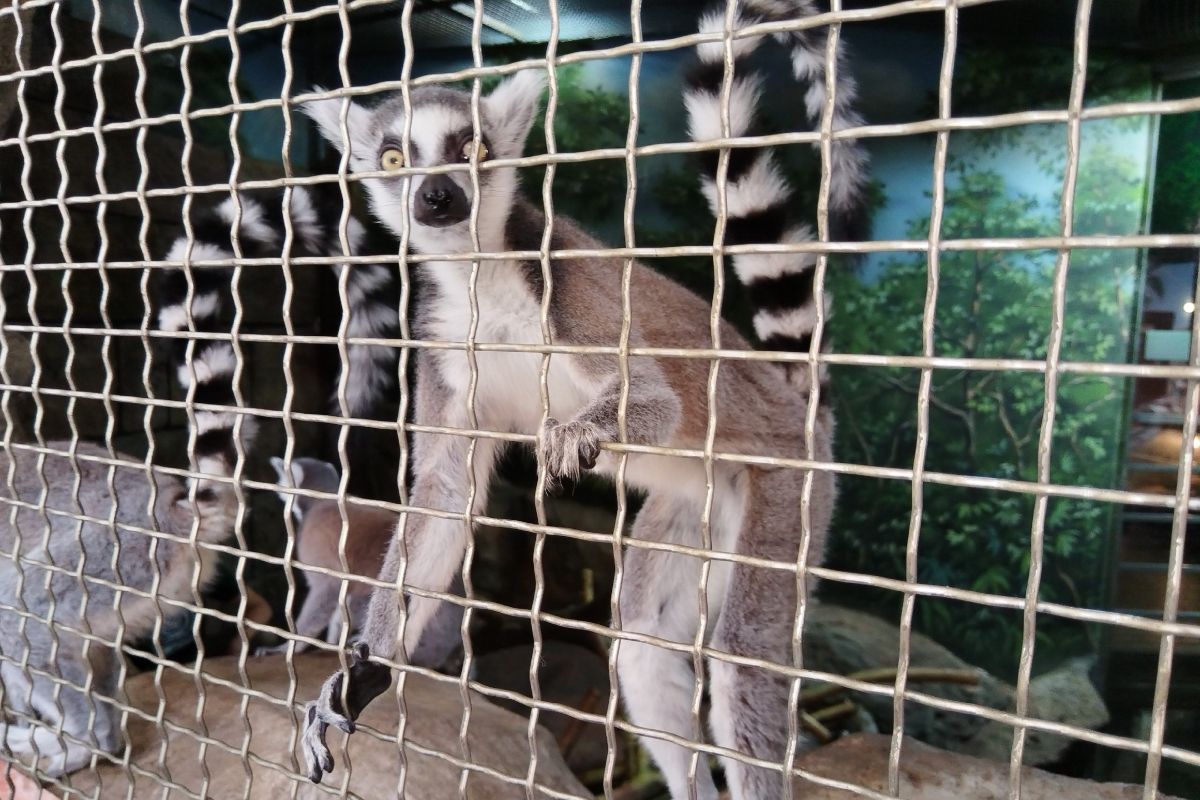 Как устроены звериные ясли в тульском экзотариуме Как устроены звериные ясли в тульском экзотариуме