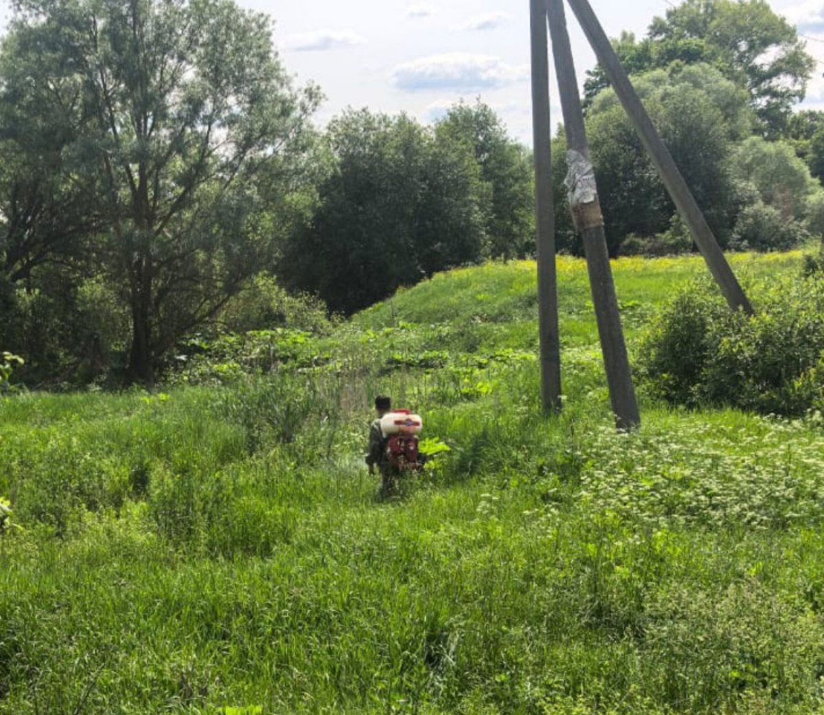 В Тульской области продолжают бороться с борщевиком Сосновского В Тульской области продолжают бороться с борщевиком Сосновского