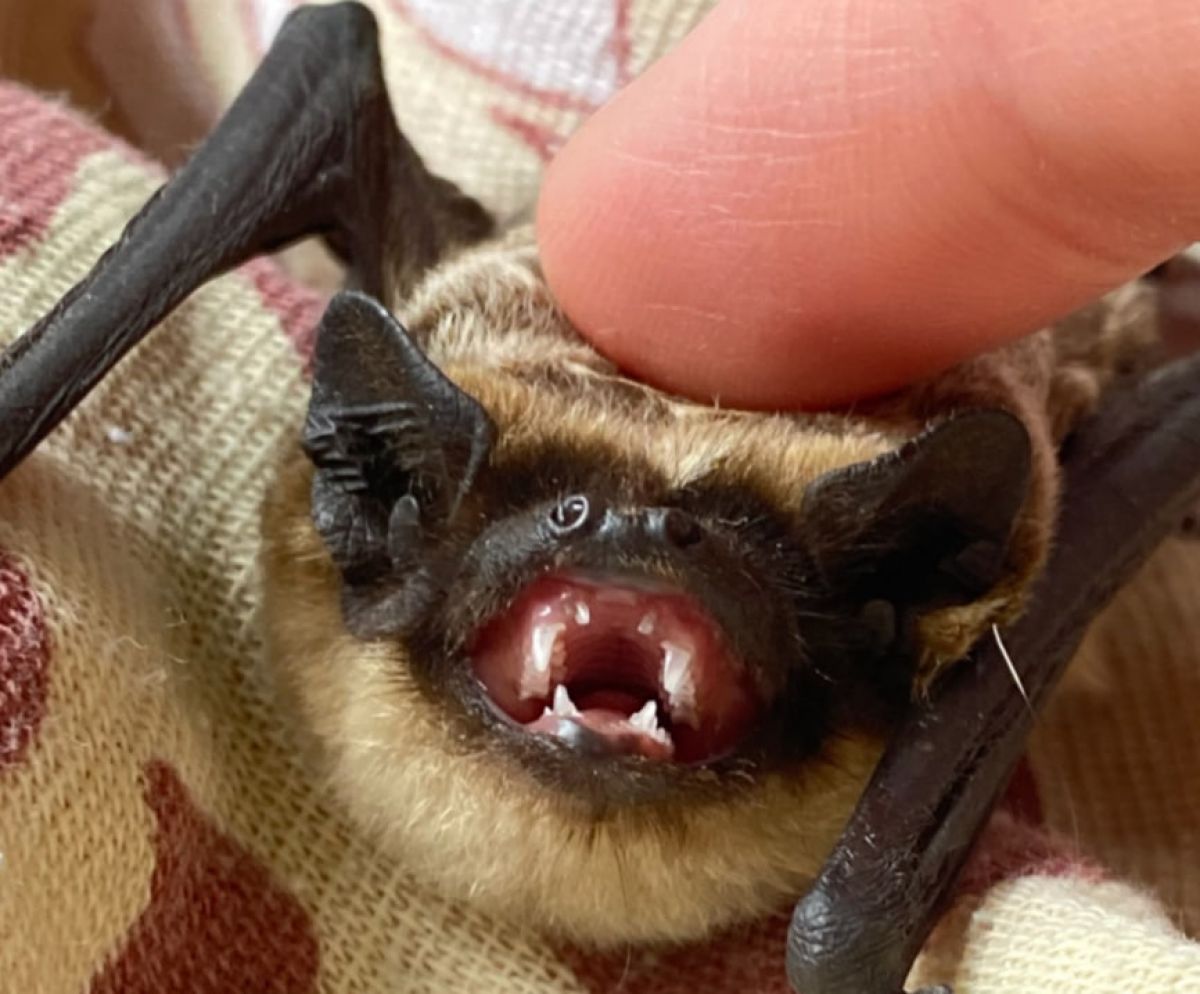 В подъезде тульской многоэтажки жители нашли истощенного двухцветного кожана В подъезде тульской многоэтажки жители нашли истощенного двухцветного кожана
