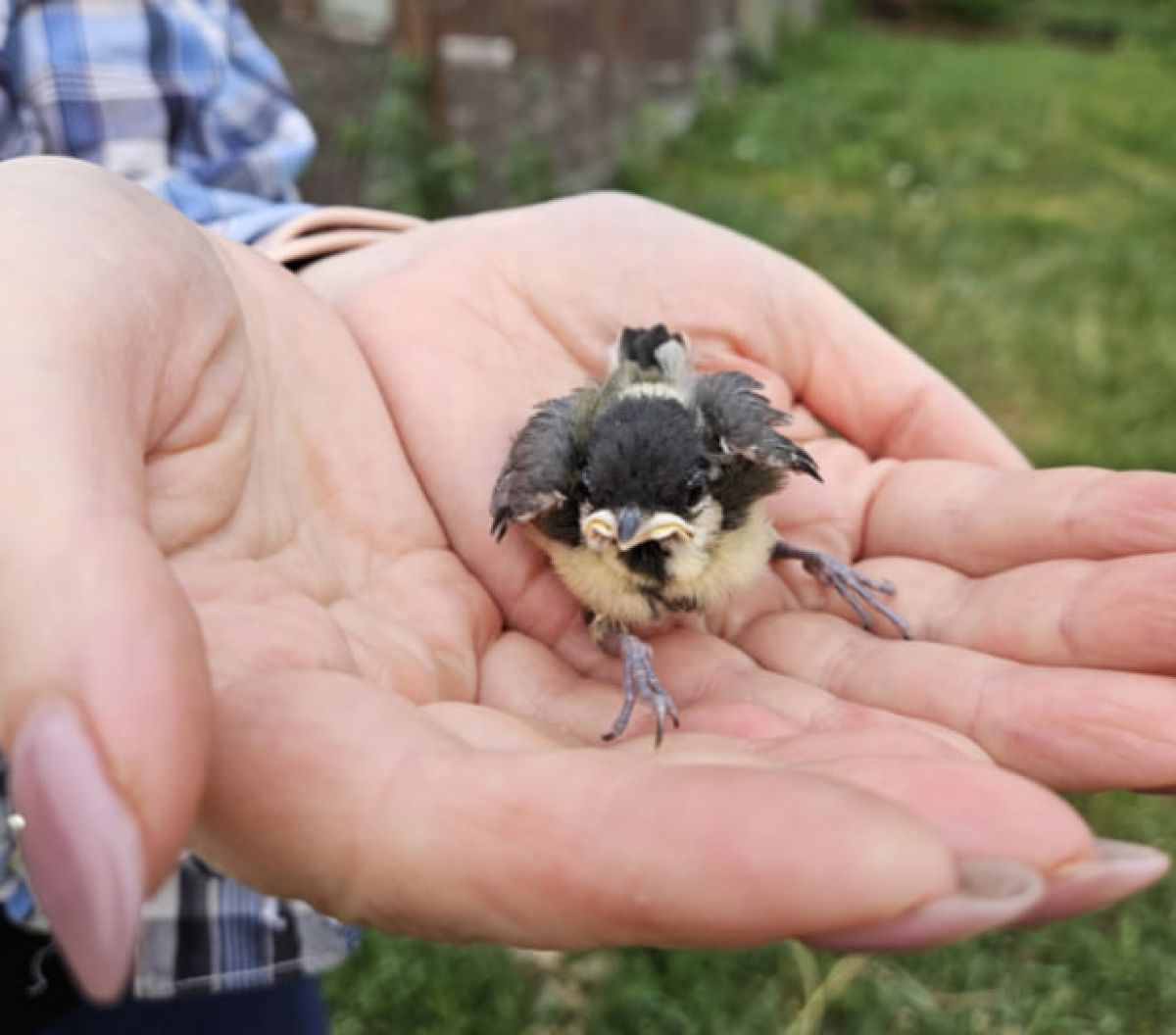 В Туле спасли синичек из трубы забора В Туле спасли синичек из трубы забора