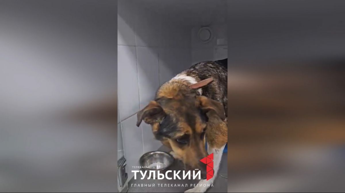 Благодаря поддержке жителей Тулы бродячей собаке удалили опухоль Благодаря поддержке жителей Тулы бродячей собаке удалили опухоль