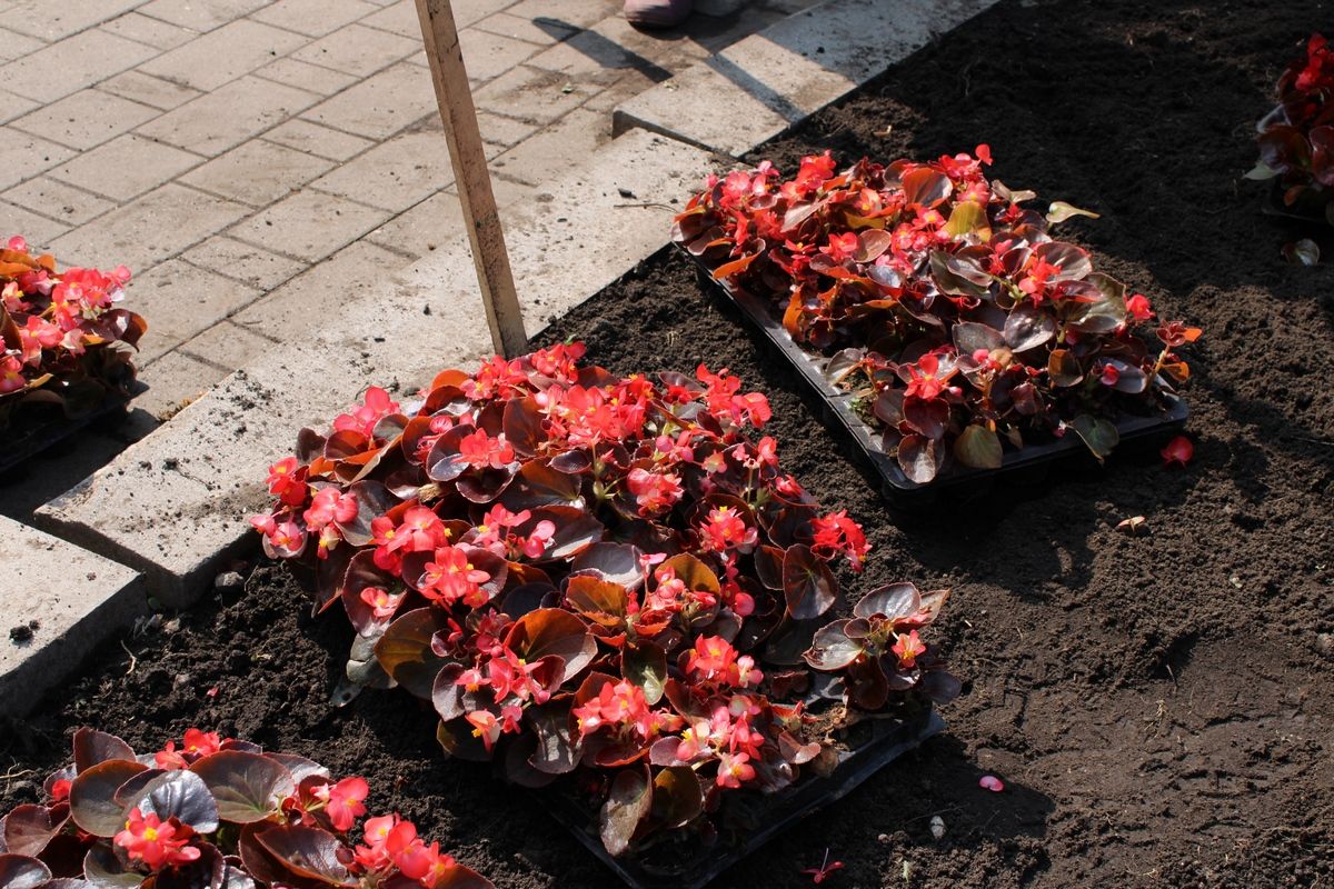 Более 200 тыс. цветов украсят клумбы Новомосковска Более 200 тыс. цветов украсят клумбы Новомосковска