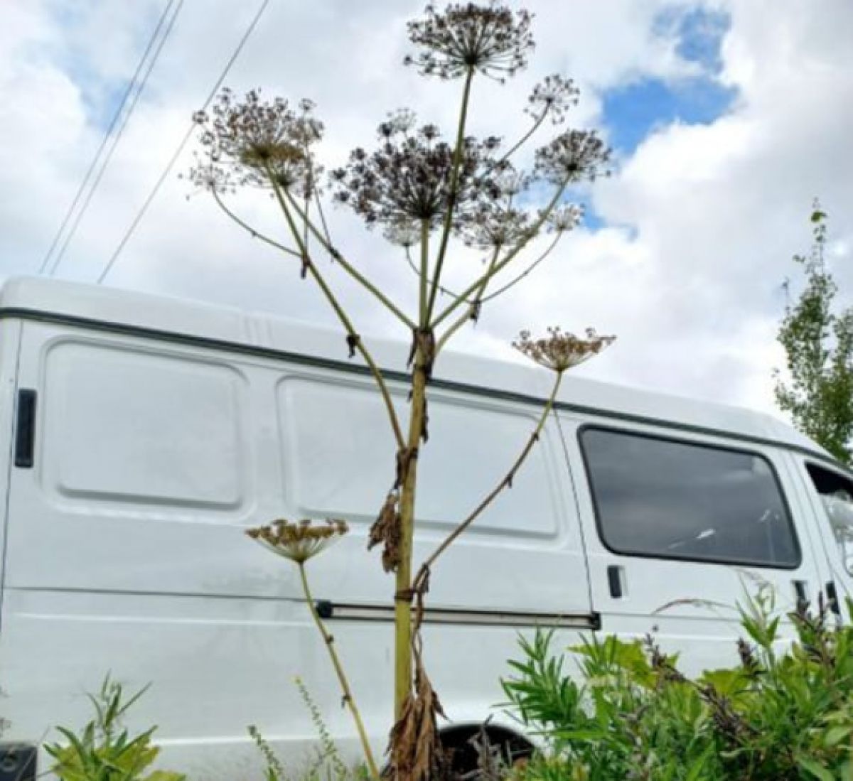 ИИ выявил 2 130 локаций произрастания борщевика Сосновского в Туле