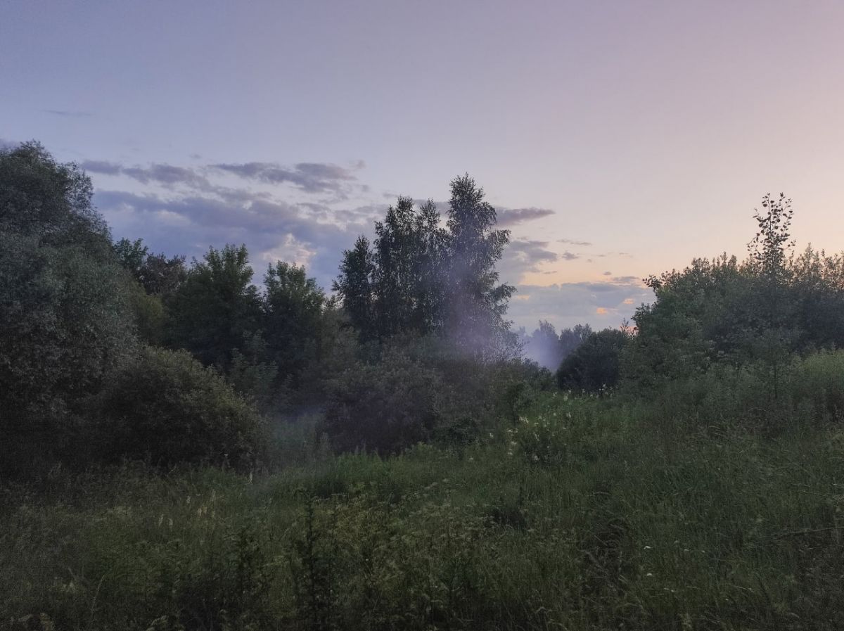 В одном из районов Тульской области ввели карантин по вирусу мозаики пепино