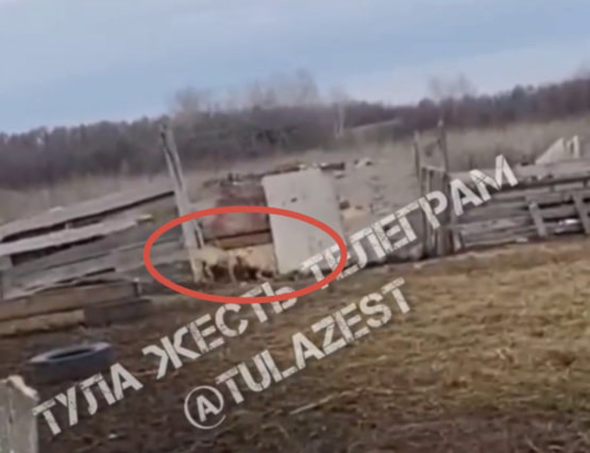 В Тульской области волки загрызли стадо баранов В Тульской области волки загрызли стадо баранов