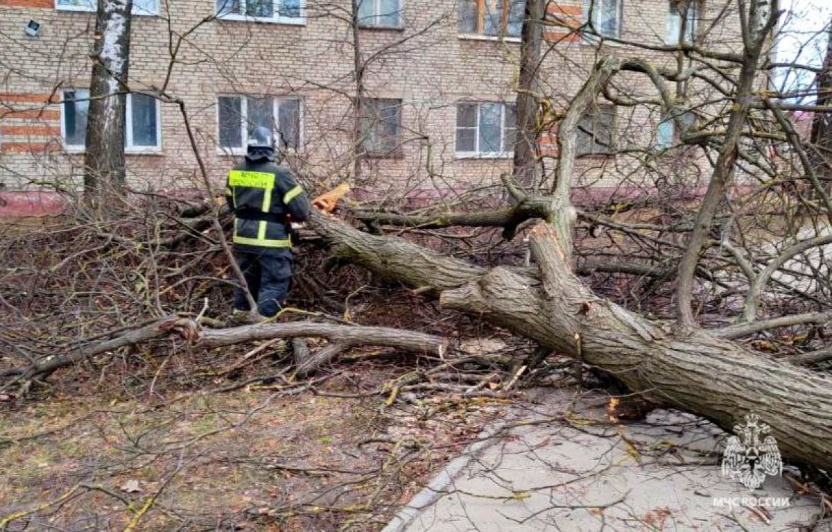 Сильный ветер в Тульской области 14 марта: упало 6 деревьев и поврежден 1 автомобиль Сильный ветер в Тульской области 14 марта: упало 6 деревьев и поврежден 1 автомобиль