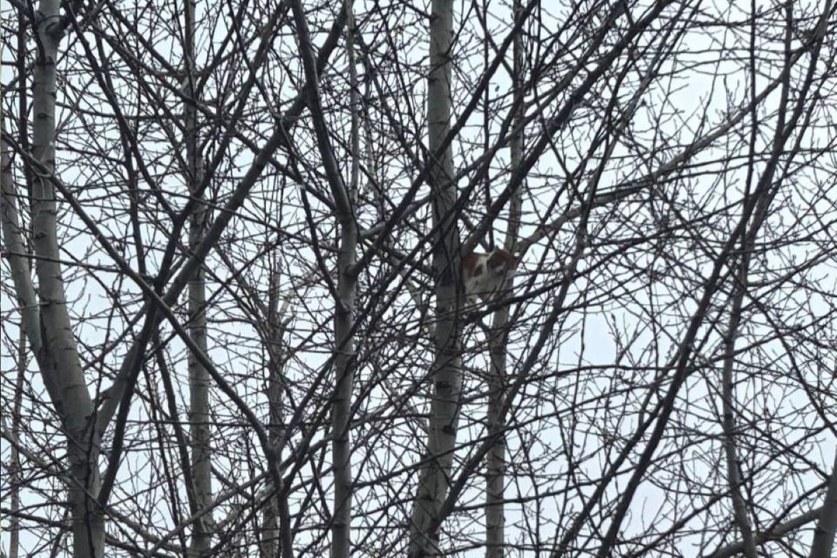 В Туле сотрудники МЧС спасли кота, просидевшего на дереве три дня