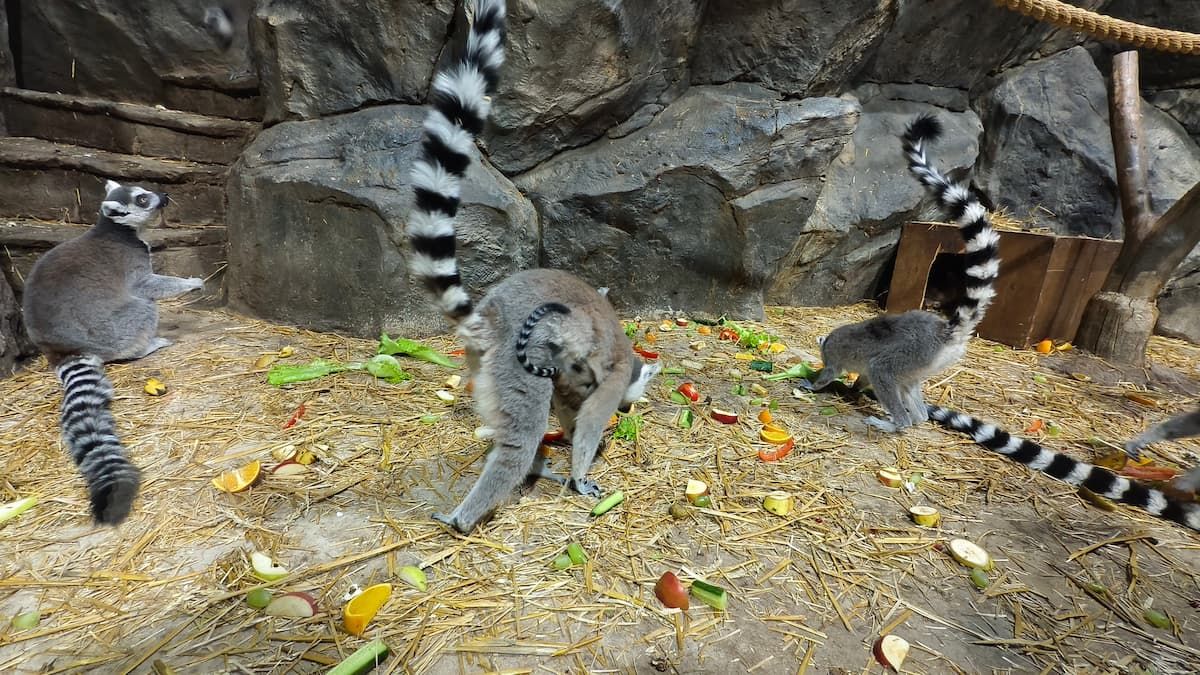 В Тульском экзотариуме появились на свет два малыша В Тульском экзотариуме появились на свет два малыша