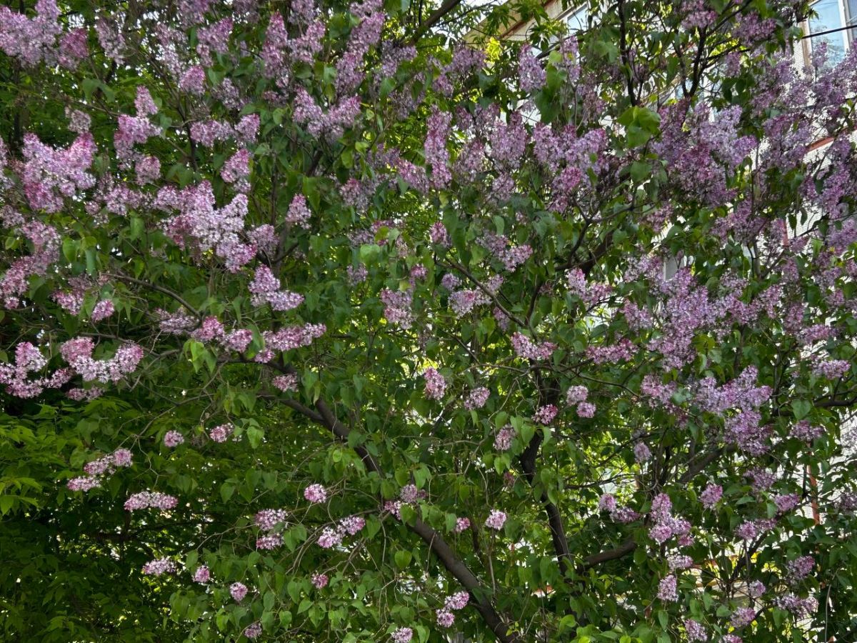 Туляков предупреждают: за срывание сирени будут наказывать рублем и даже лишать свободы Туляков предупреждают: за срывание сирени будут наказывать рублем и даже лишать свободы