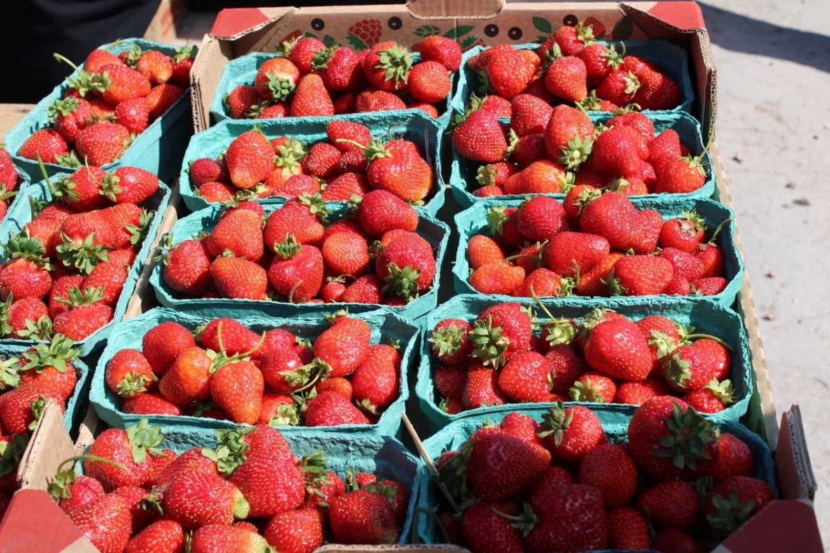 Жителям Тульской области рассказали, как правильно выбрать клубнику