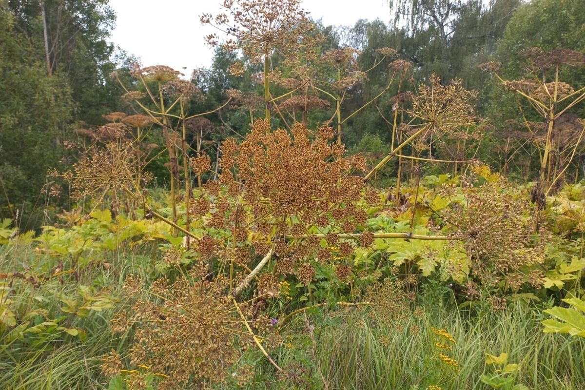 Жителей Тульской области предупредили об опасности борщевика Жителей Тульской области предупредили об опасности борщевика
