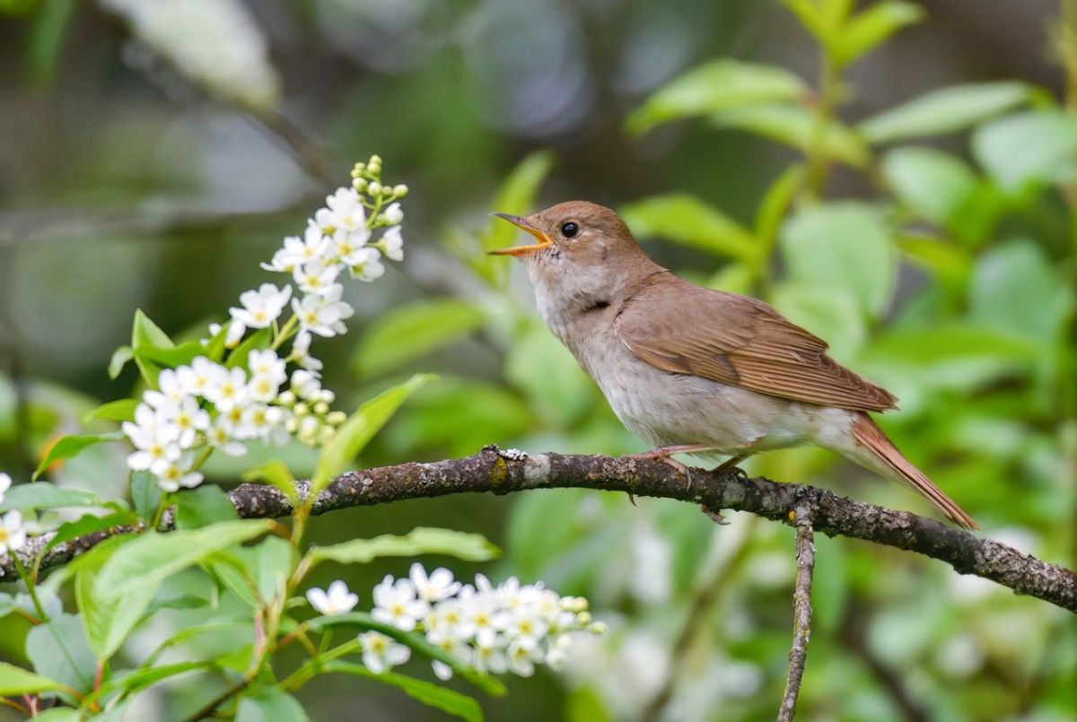 В Тульской области посчитают соловьев В Тульской области посчитают соловьев