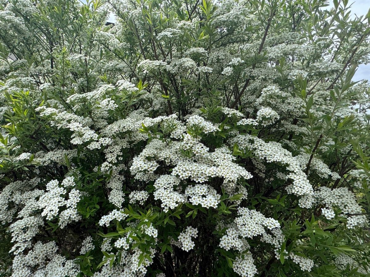 Туляки рассказали, верят ли в глобальное потепление Туляки рассказали, верят ли в глобальное потепление