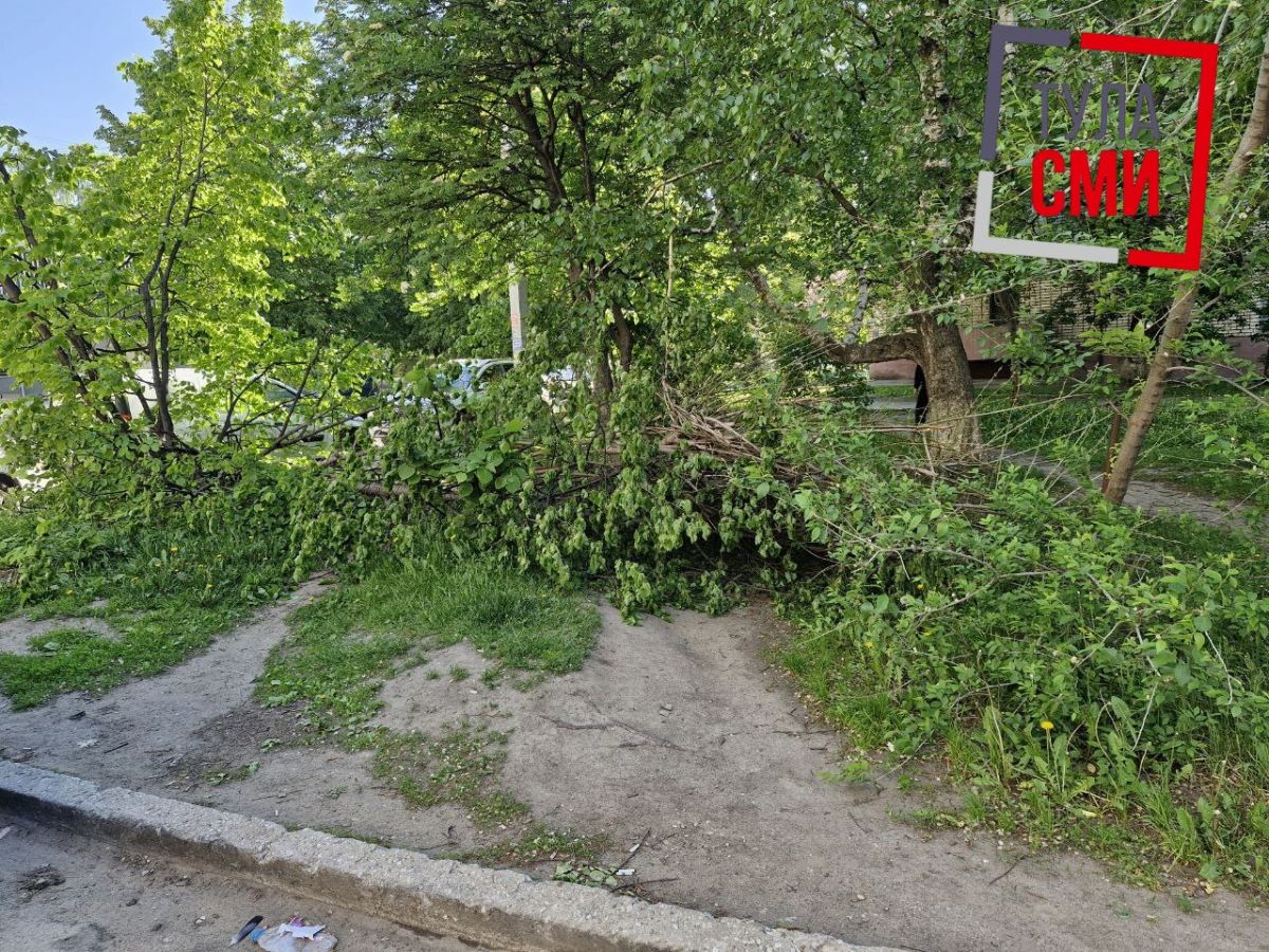 В тульском Заречье несколько дней лежит сломанное дерево В тульском Заречье несколько дней лежит сломанное дерево