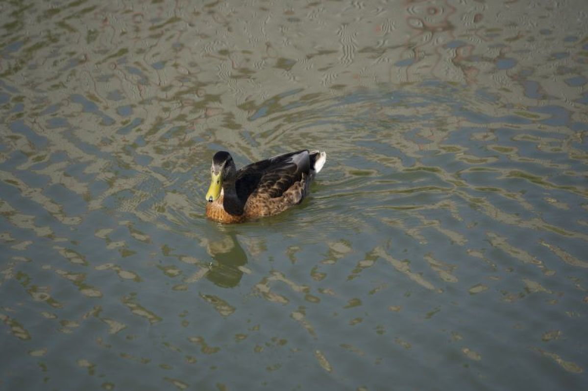 Средний пруд в Центральном парке Тулы прошел проверку на соответствие санитарно-гигиеническим нормам
