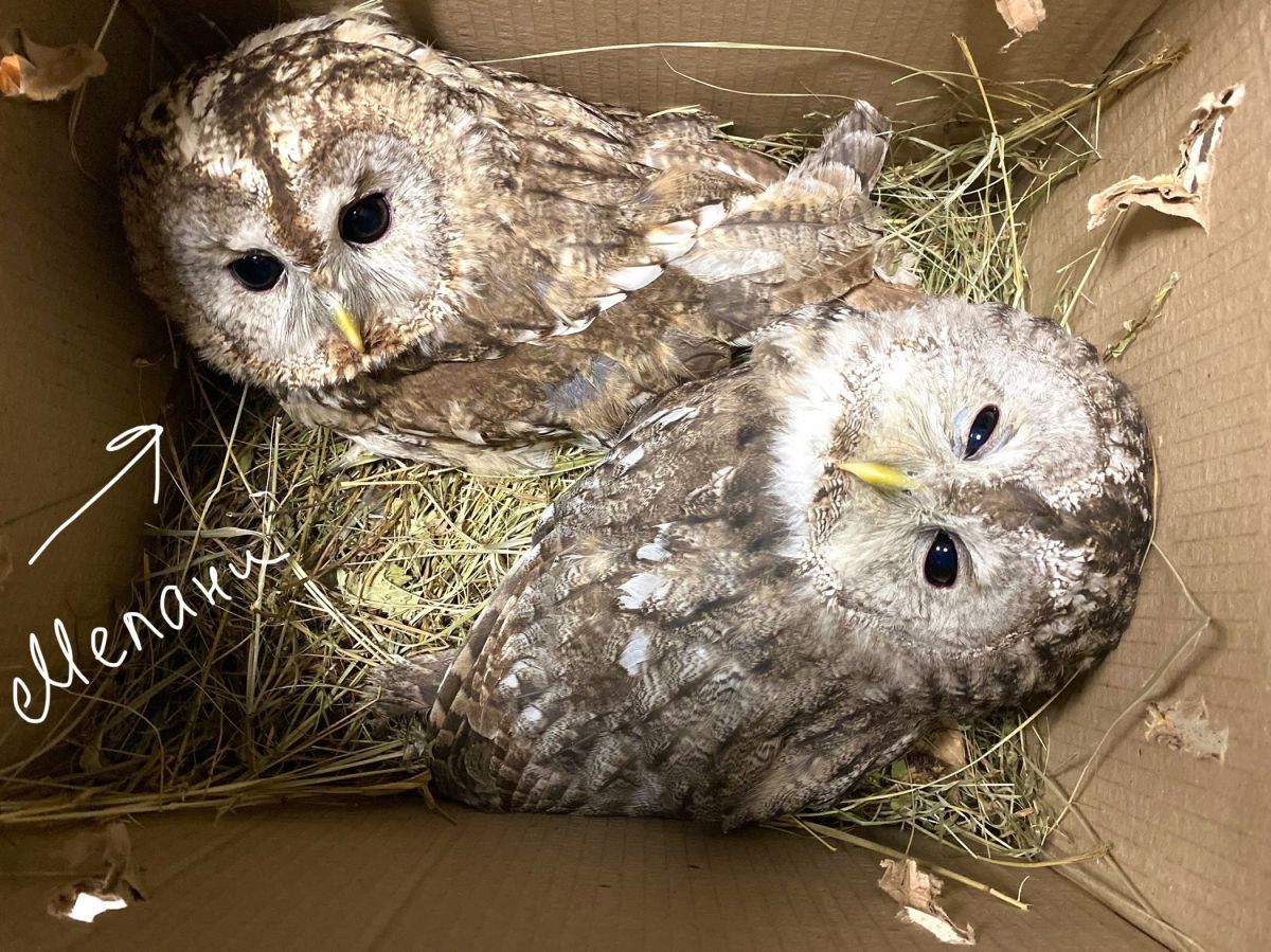 В Тульской области волонтеры пристраивают серую неясыть В Тульской области волонтеры пристраивают серую неясыть