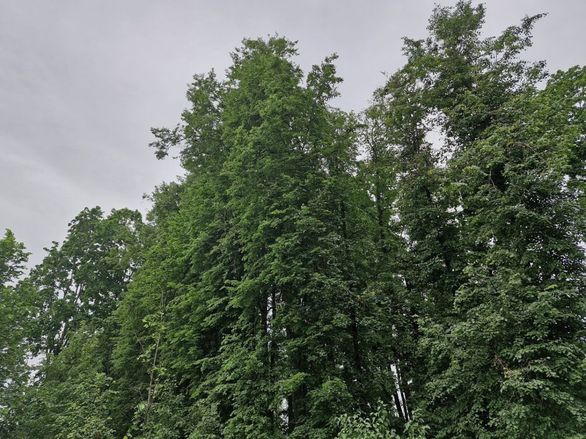 В День защиты детей в Тульской области ожидается кратковременный дождь В День защиты детей в Тульской области ожидается кратковременный дождь