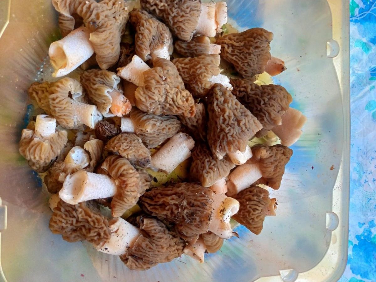 Тульские любители тихой охоты делятся рецептами приготовления сморчков и грибными приметами