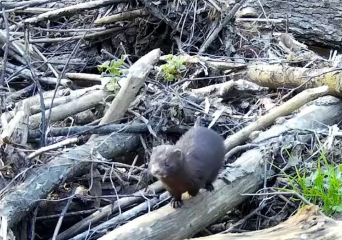 Американская норка забрела в поисках пропитания на границу Тульской и Калужской областей Американская норка забрела в поисках пропитания на границу Тульской и Калужской областей