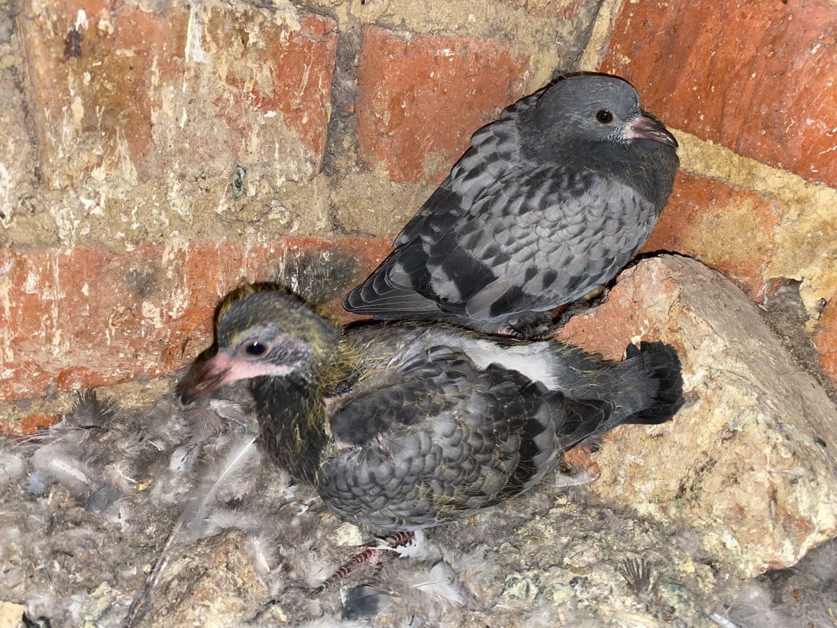 Тулякам предлагают «усыновить» птенцов голубей Тулякам предлагают «усыновить» птенцов голубей