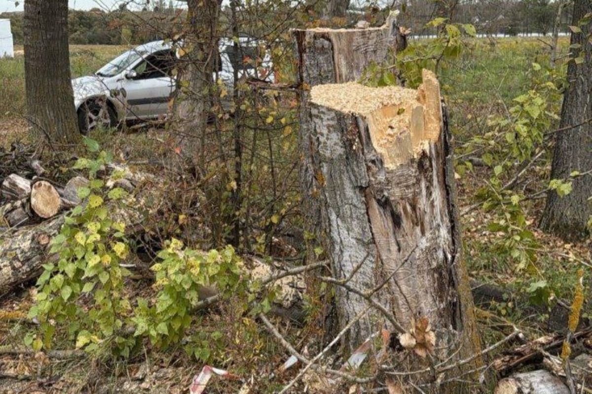В Щекинском районе Тульской области провели спилили сухостой после вмешательства прокуратуры