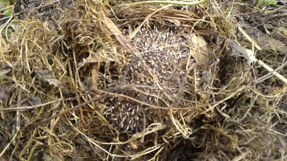 В Тульской области спасли впавшего в спячку ежа В Тульской области спасли впавшего в спячку ежа