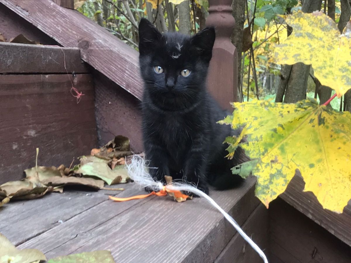 В Тульской области сотрудники музея «Дворяниново» пристраивают милых котят