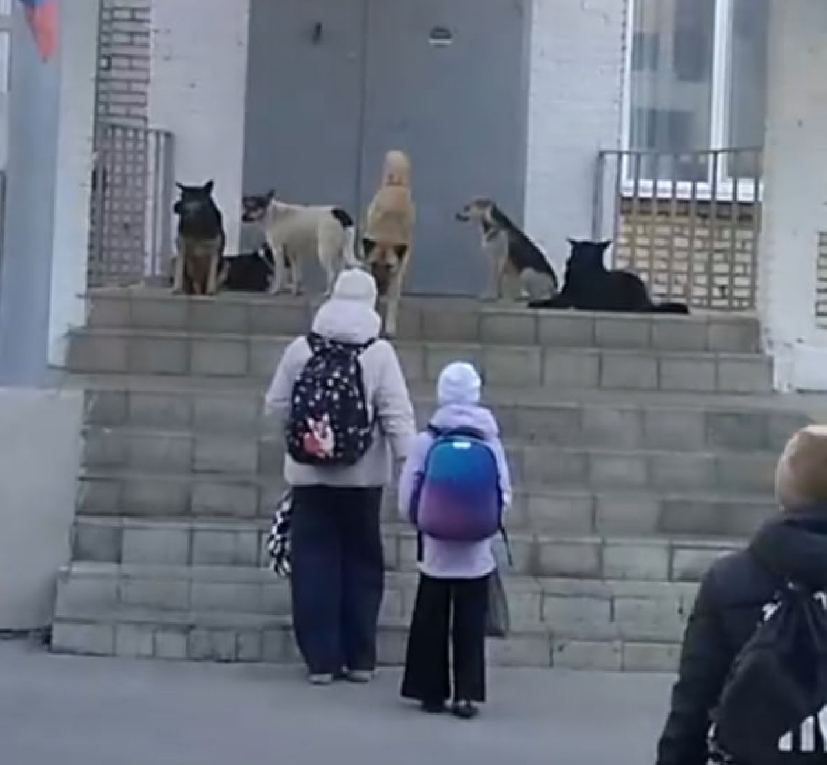 В тульском Плеханове родителей и детей напугали собаки у входа в школу В тульском Плеханове родителей и детей напугали собаки у входа в школу