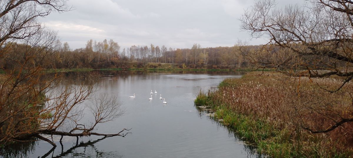 Туляки любуются стаей лебедей в селе Тургенево Туляки любуются стаей лебедей в селе Тургенево