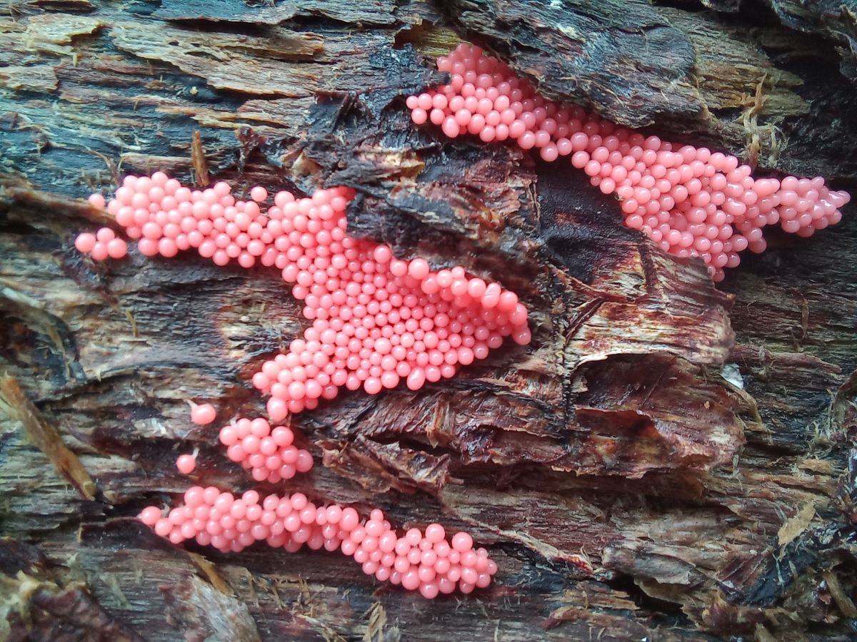 В Тульской области заметили загадочных миксомицетов