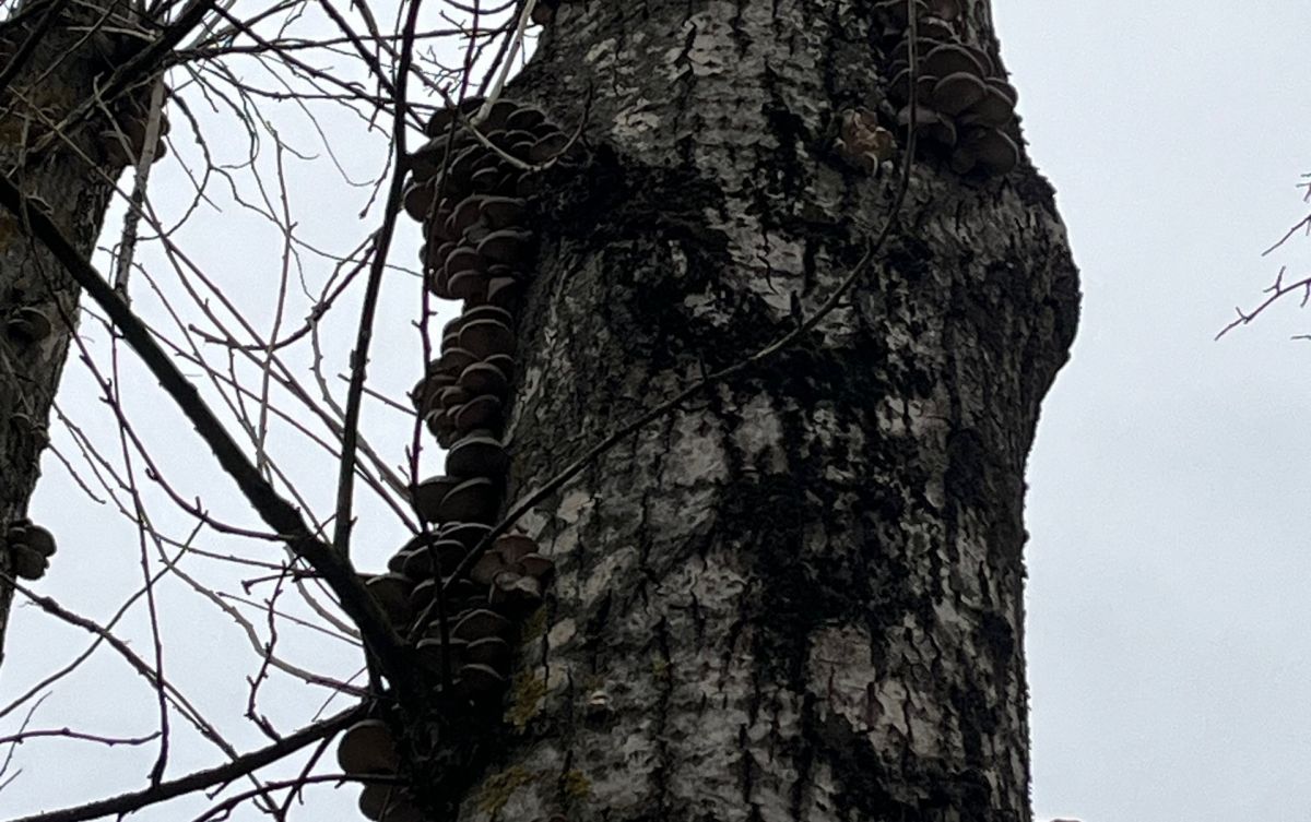 Тулячка собрала 8 кг вешенок в центре Тулы