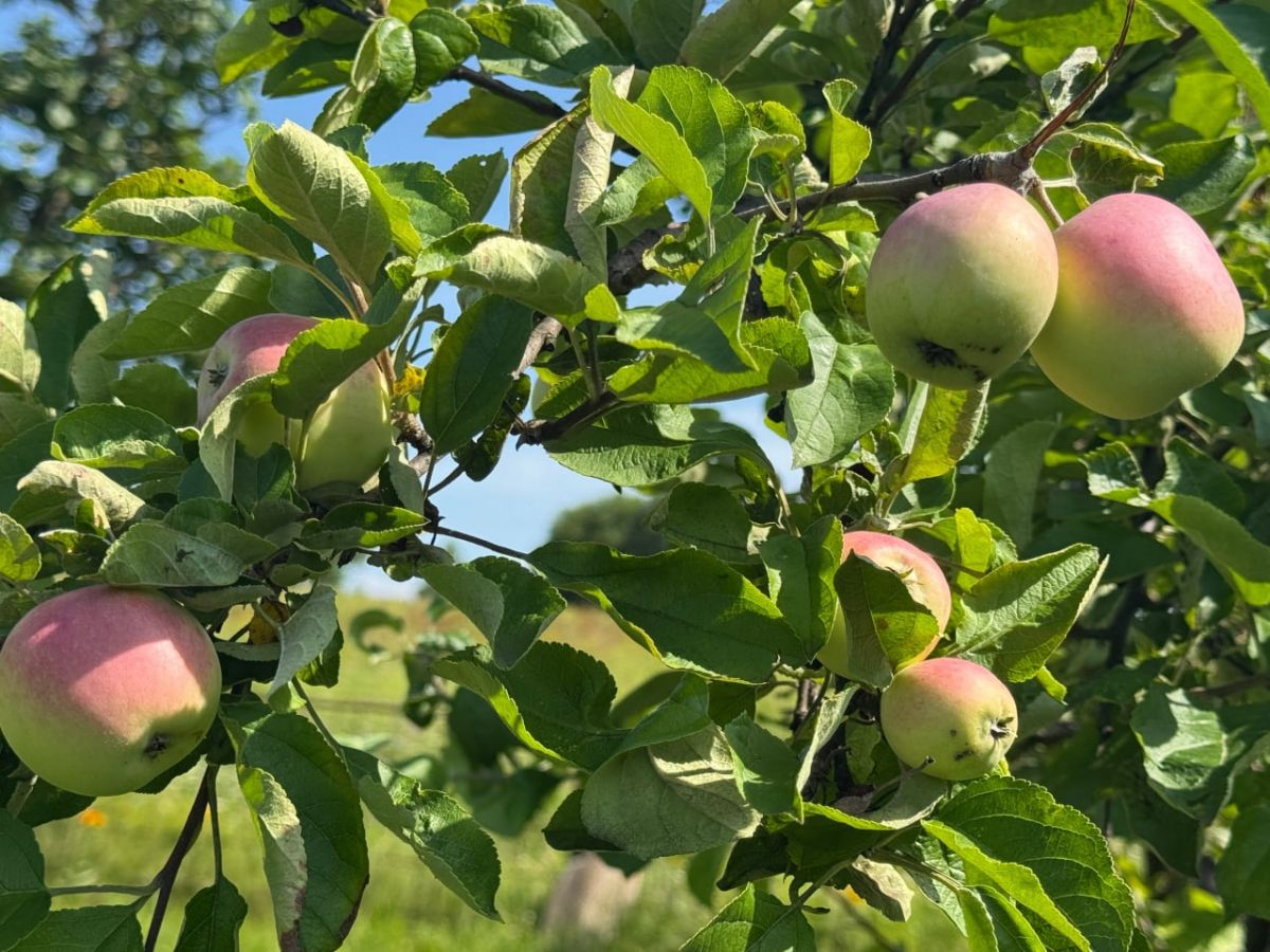В Тульской области упразднена карантинная фитосанитарная зона по бактериальному ожогу плодовых культур В Тульской области упразднена карантинная фитосанитарная зона по бактериальному ожогу плодовых культур