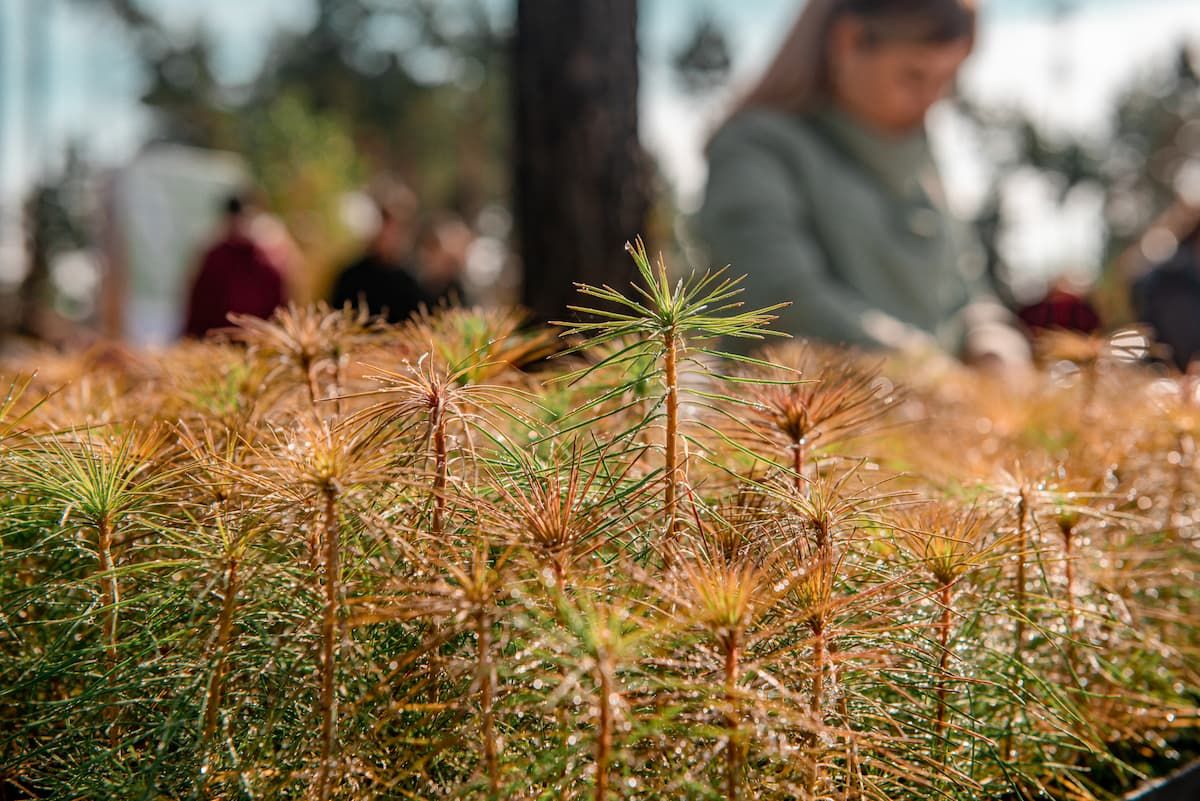 В Тульской области восстанавливают лесные массивы В Тульской области восстанавливают лесные массивы