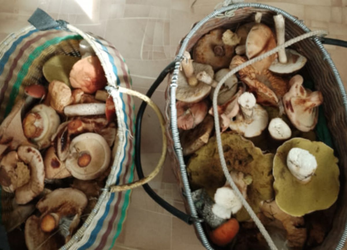 Тульские грибники активно делятся результатами тихой охоты Тульские грибники активно делятся результатами тихой охоты