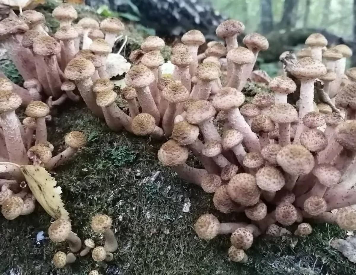 Туляки собирают успенские опята корзинами и ведрами Туляки собирают успенские опята корзинами и ведрами