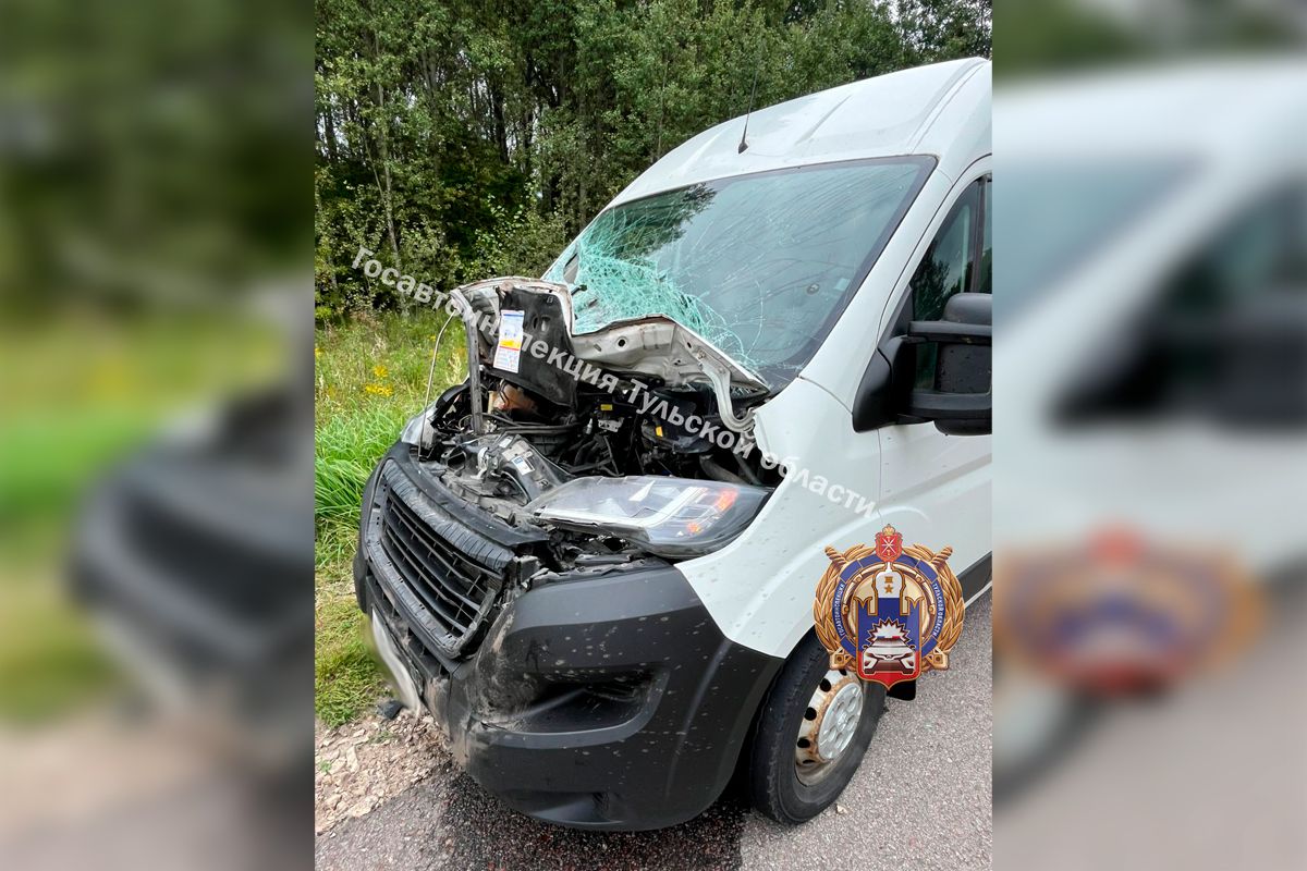 В Тульской области снова сбили лося В Тульской области снова сбили лося