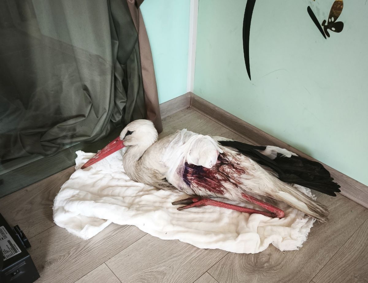 В Алексине спасли раненого аиста