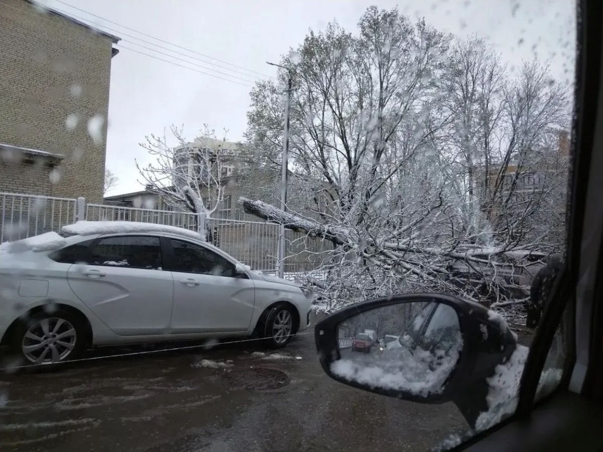 Вернувшаяся зима повалила 65 деревьев и вырубила свет в 19 муниципалитетах Тульской области