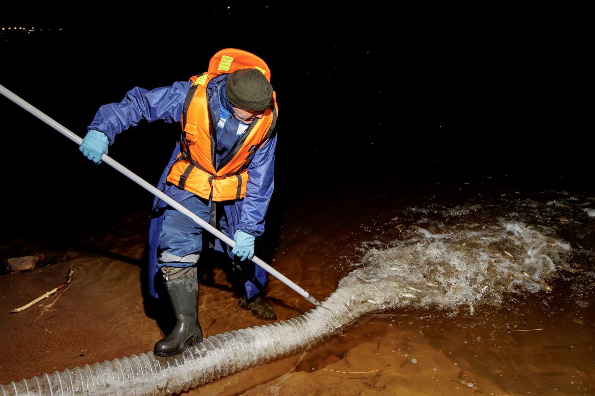 «Ростелеком» и Невский рыбоводный завод выпустили в Неву более 11 тысяч мальков лосося