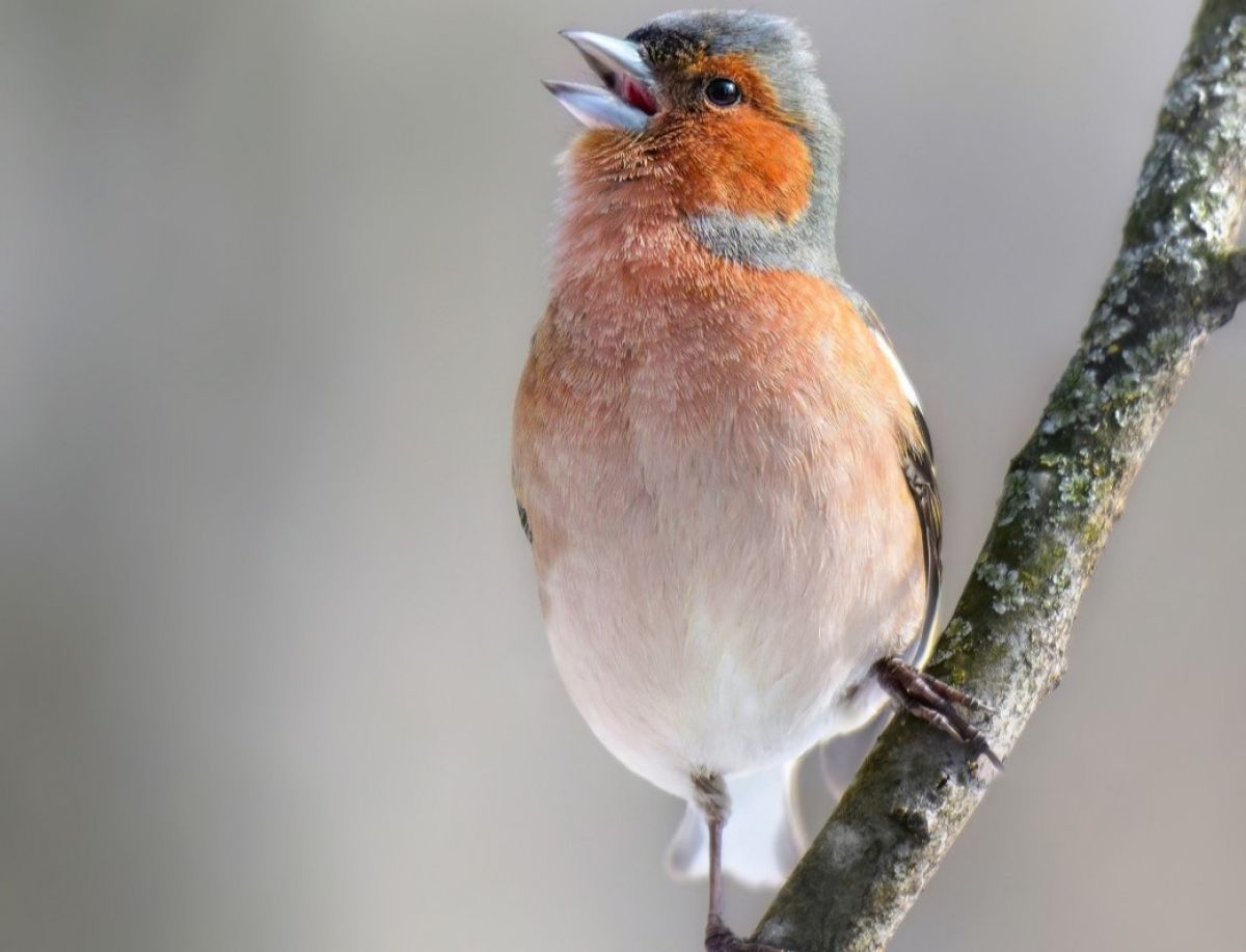 В тульские парки прилетели звонкоголосые певцы