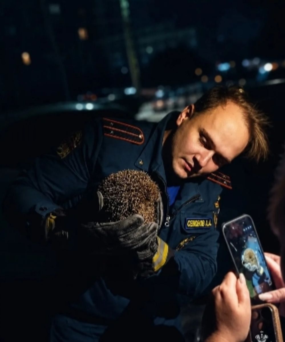В Туле спасатели помогли ежику выбраться из западни В Туле спасатели помогли ежику выбраться из западни