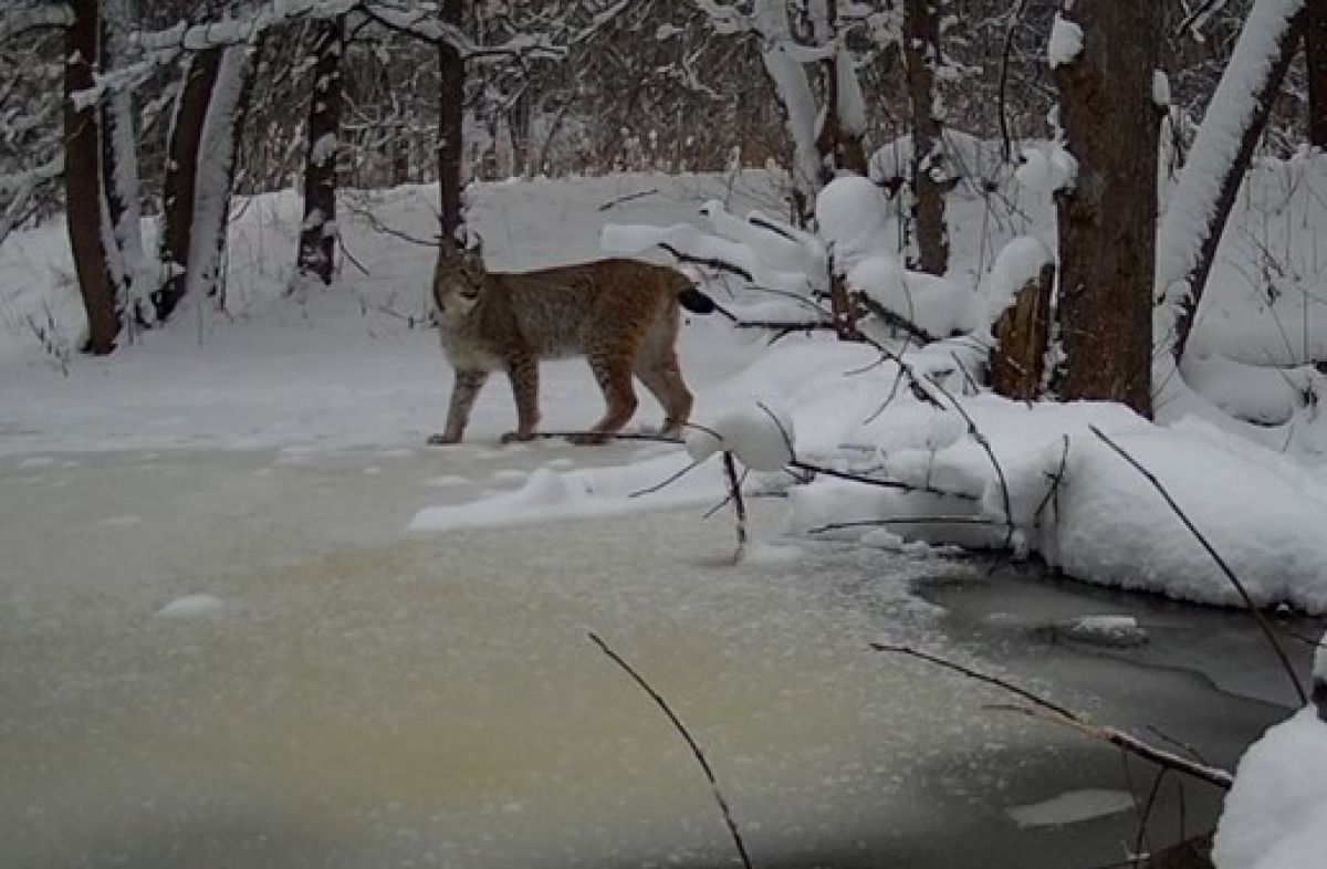 На границе Тульской области хозяйничает большая пятнистая кошка